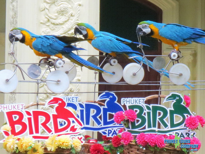 Phuket Bird Park